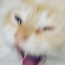 Screamingcat