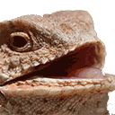 laughylizard