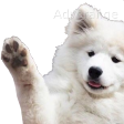 waveWoof