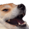 Dog_Doge_Kek