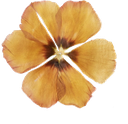 nh_flower