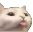 DGcatBleh