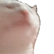 Jimbo